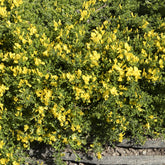 Sandginster Vancouver Gold - Willemse