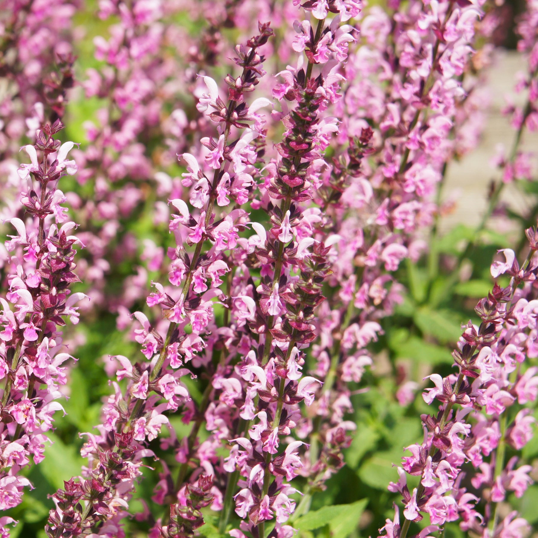 Steppensalbei Rose Marvel - Willemse