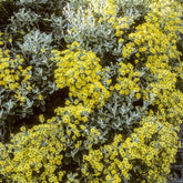 Greiskraut - Willemse
