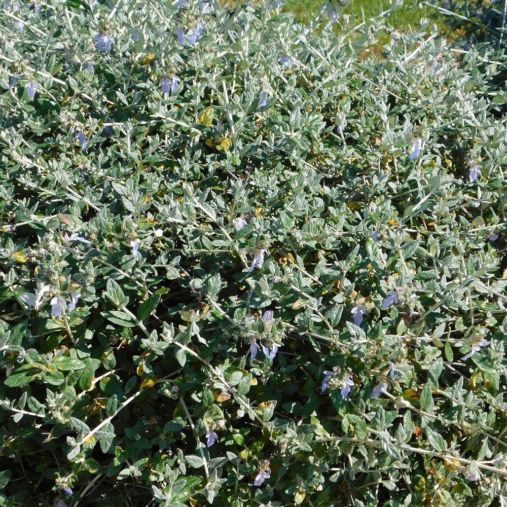 Strauch-Gamander 'Azureum' - Teucrium fruticans 'azureum' - Willemse