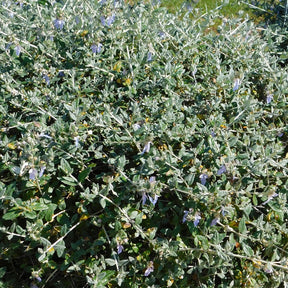Strauch-Gamander 'Azureum' - Teucrium fruticans 'azureum' - Willemse