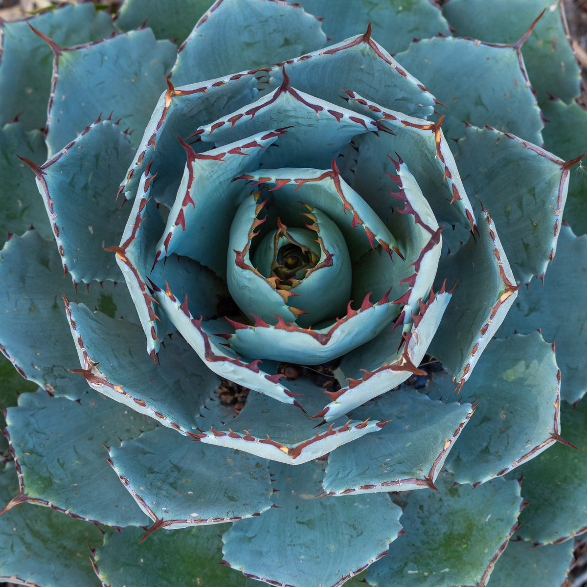 Agave 'Globe' - Willemse