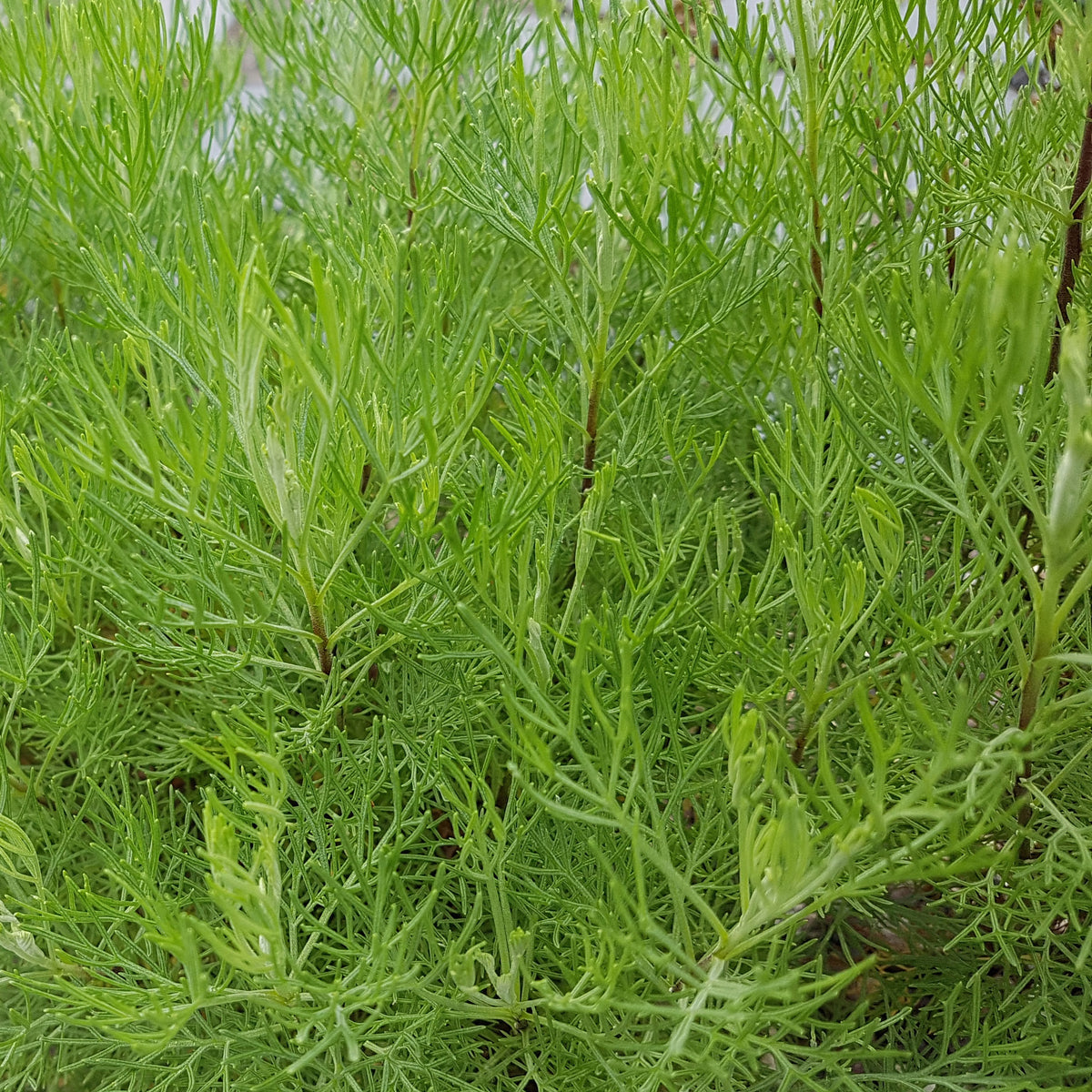 Eberraute - Artemisia abrotanum 'maritima' - Willemse