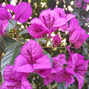 Bougainvillea ‘Violet de Meze’ - Bougainvillea Violet de Mèze - Willemse