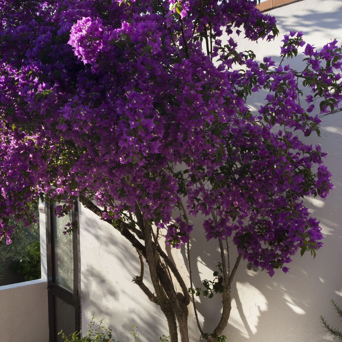 Bougainvillea - Bougainvillea ‘Violet de Meze’ - Bougainvillea Violet de Mèze