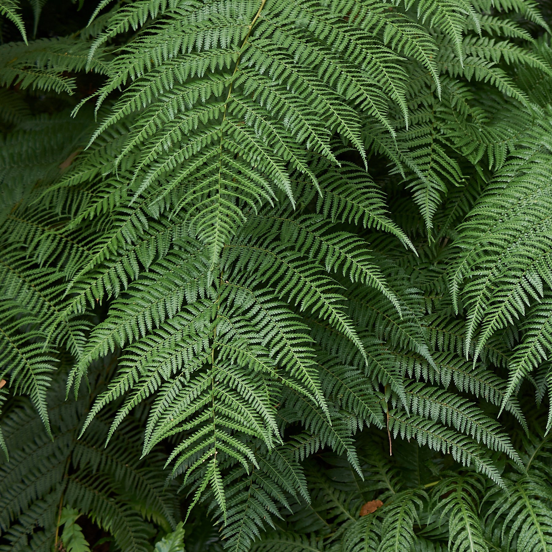 Verkauf Tasmanischer Baumfarn - Dicksonia antarctica