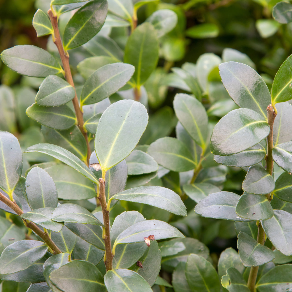 Stechpalme - Ilex maximowicziana Kanehirae - Willemse