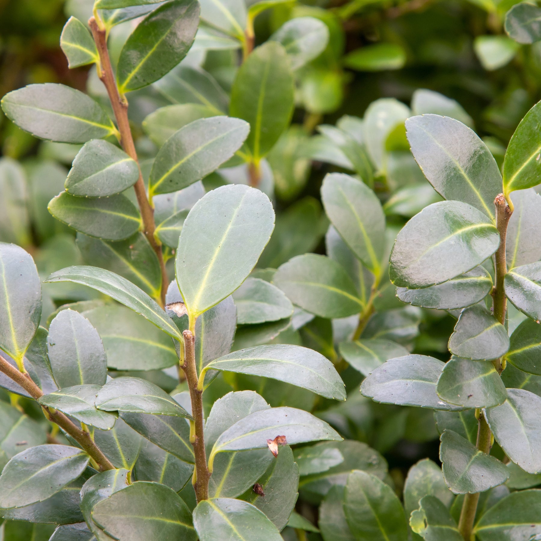 Stechpalme - Ilex maximowicziana Kanehirae - Willemse