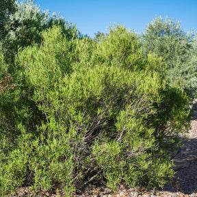 Schmalblättrige Steinlinde - Phillyrea angustifolia - Willemse
