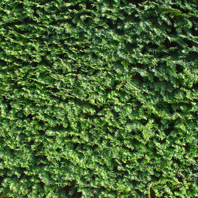Europäische Eibe - Taxus baccata - Willemse