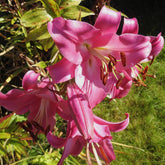 Trompetenlilie Pink Perfection (x3) - Willemse