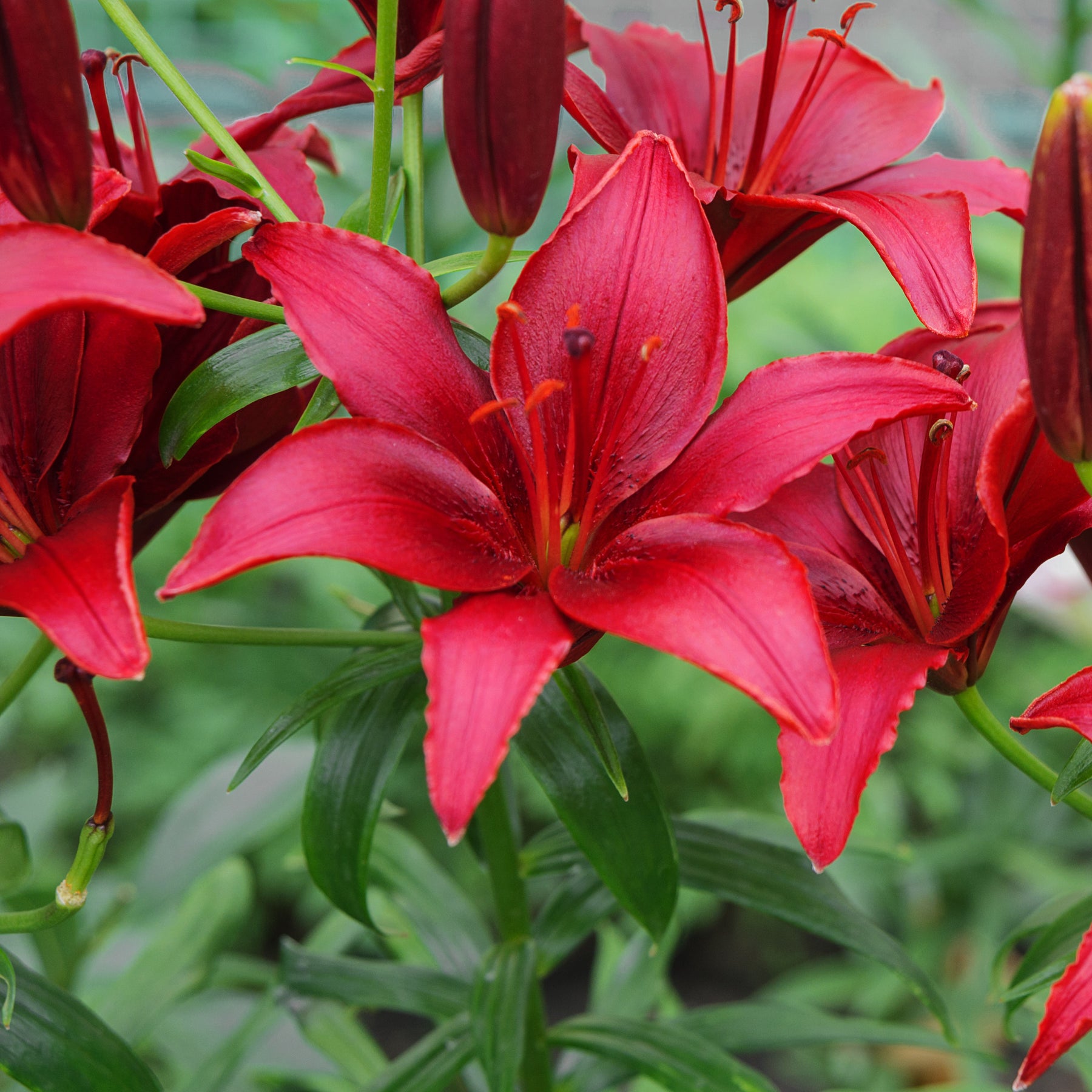 Asiatische Lilie Red County (x2) - Willemse