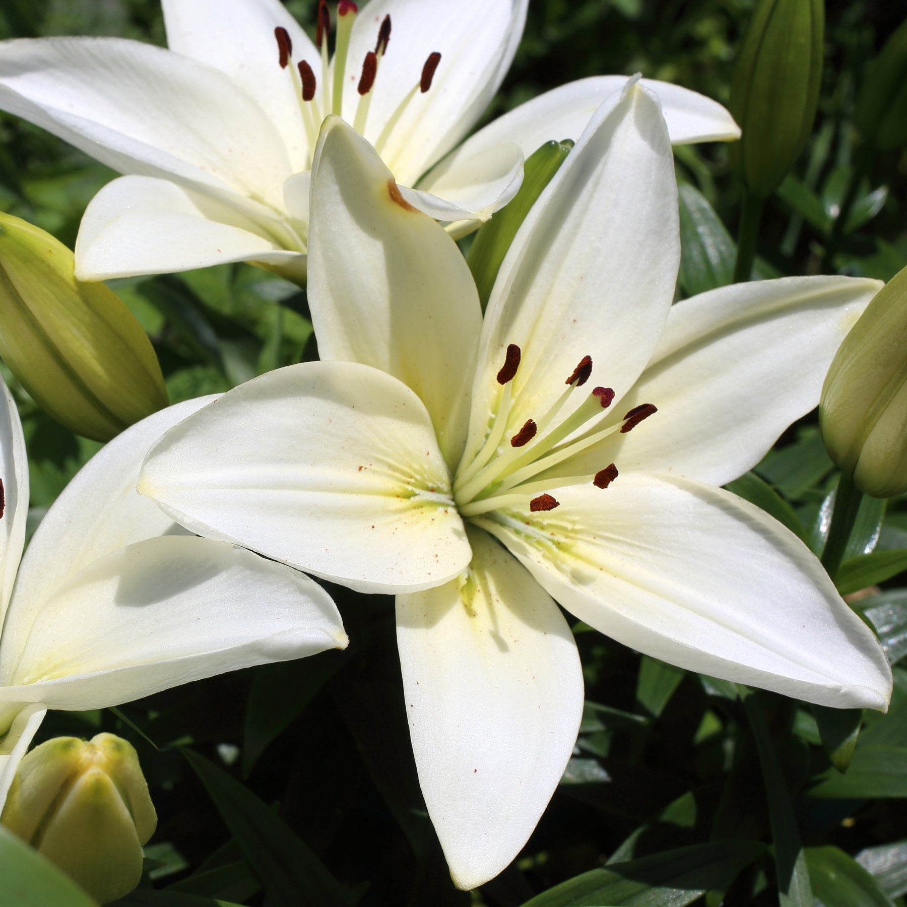 Asiatische Lilie Kent (x2) - Willemse