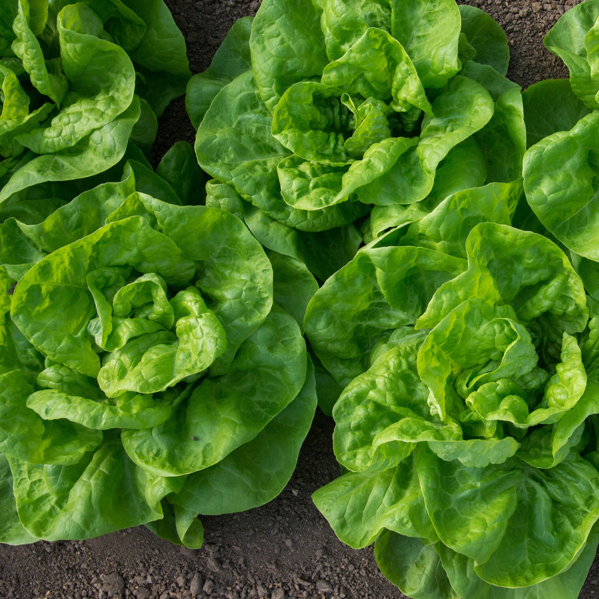 Kopfsalat Novappia (x6) - Willemse