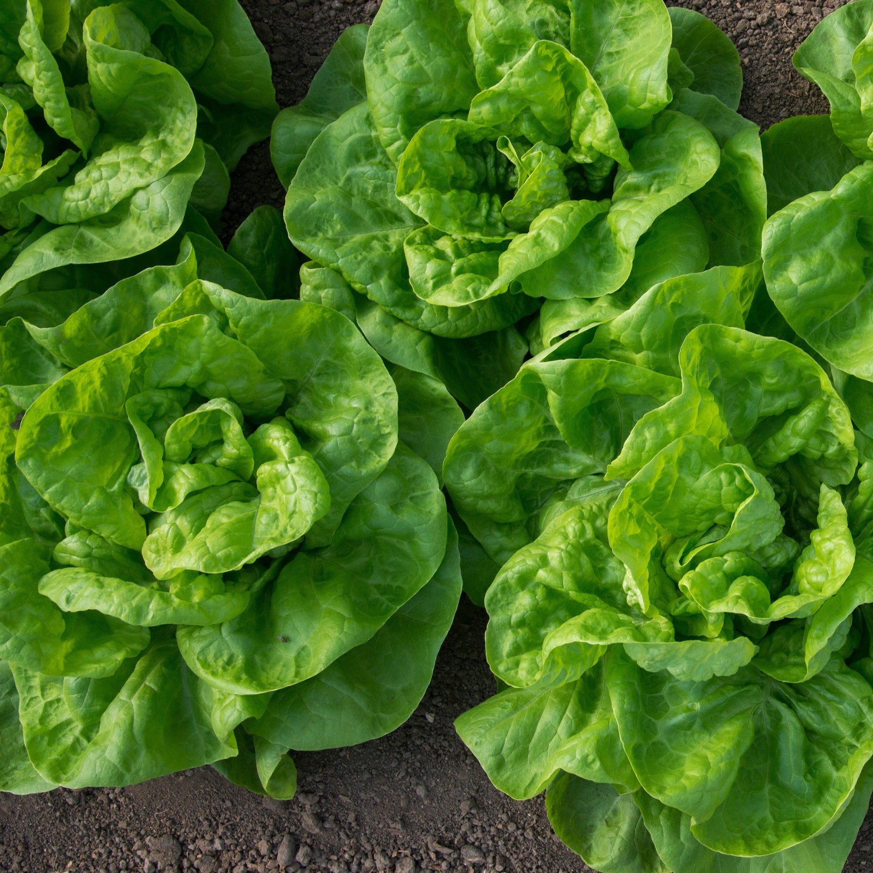 Kopfsalat Novappia (x6) - Willemse