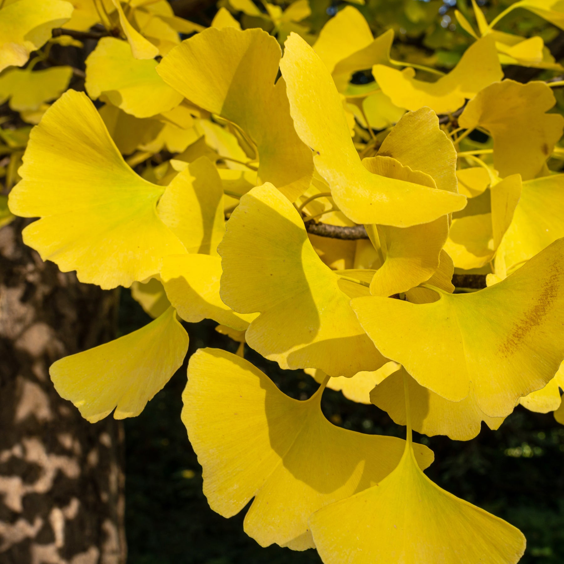 Ginkgo biloba 'Blagon' - Ginkgo biloba blagon - Willemse
