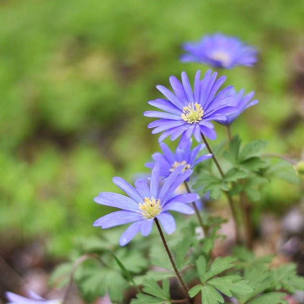 Balkan-Windröschen 'Blue Shades' (x30) - Anemone blanda Blue Shades - Willemse