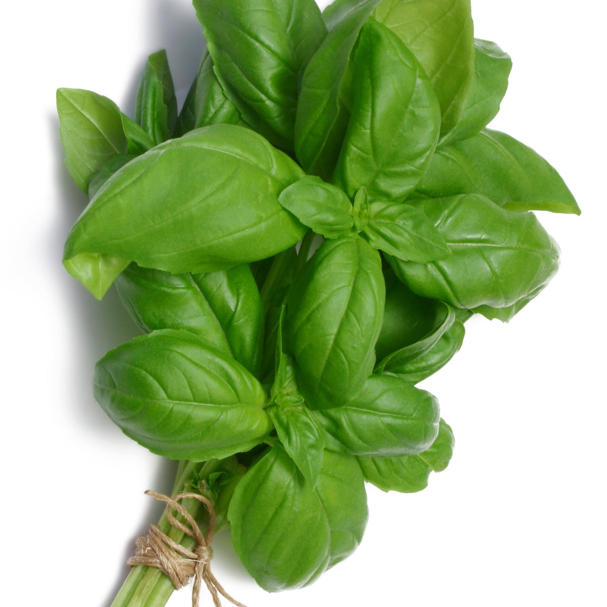 Kräuterpflanzen-Kollektion Basilikum, Schnittlauch, Petersilie, Thymian (x4) - Basilic, ciboulette, persil, thym - Willemse