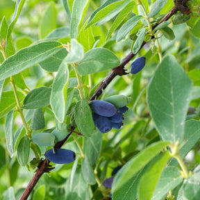 Maibeere 'Borealis' - Lonicera caerulea 'borealis' - Willemse