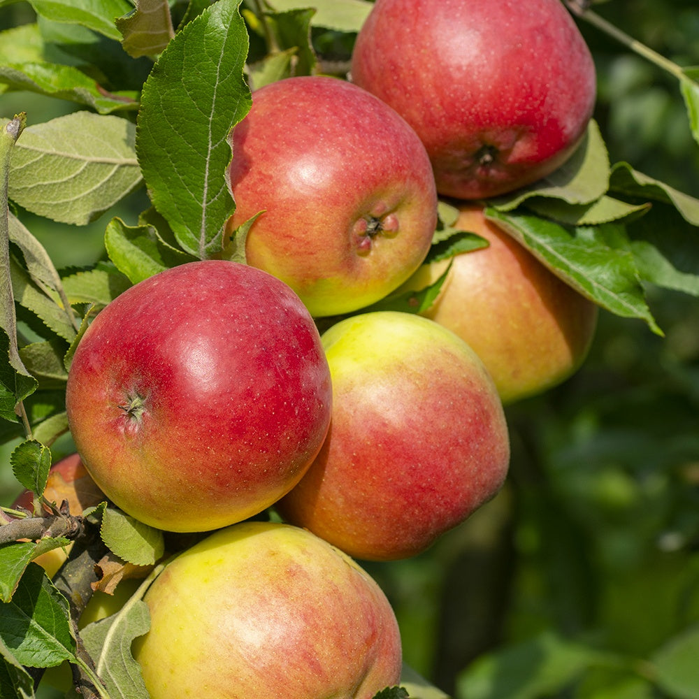 Apfelbaum-Kollektion (x3) - Malus domestica reine de reinettes, gala, golden delicious - Willemse