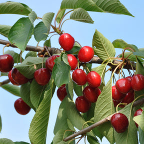 Kirschbäume - Süßkirschen-Kollektion ‘Napoléon’, ‘Van’, ‘Summit’ (x3) - Prunus avium napoléon, van, summit