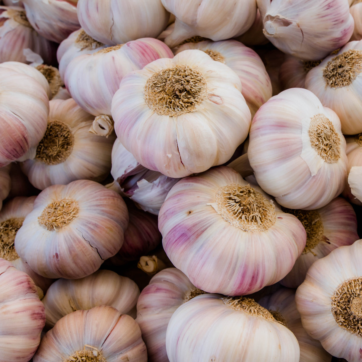 Knoblauch rosa - Willemse