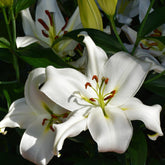 Lilie 'Siberia' (x3) - Willemse