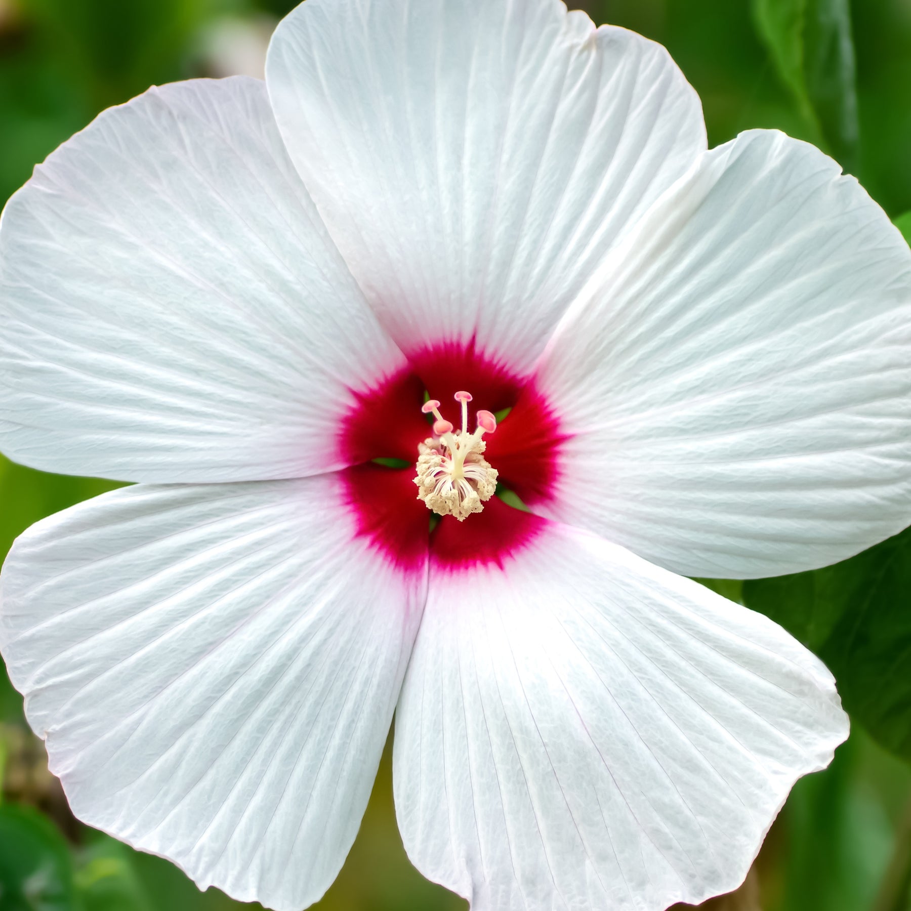 Sumpf-Roseneibisch Luna White - Hibiscus moscheutos luna white - Gartenpflanzen
