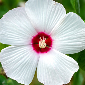 Sumpf-Roseneibisch Luna White - Hibiscus moscheutos luna white - Gartenpflanzen