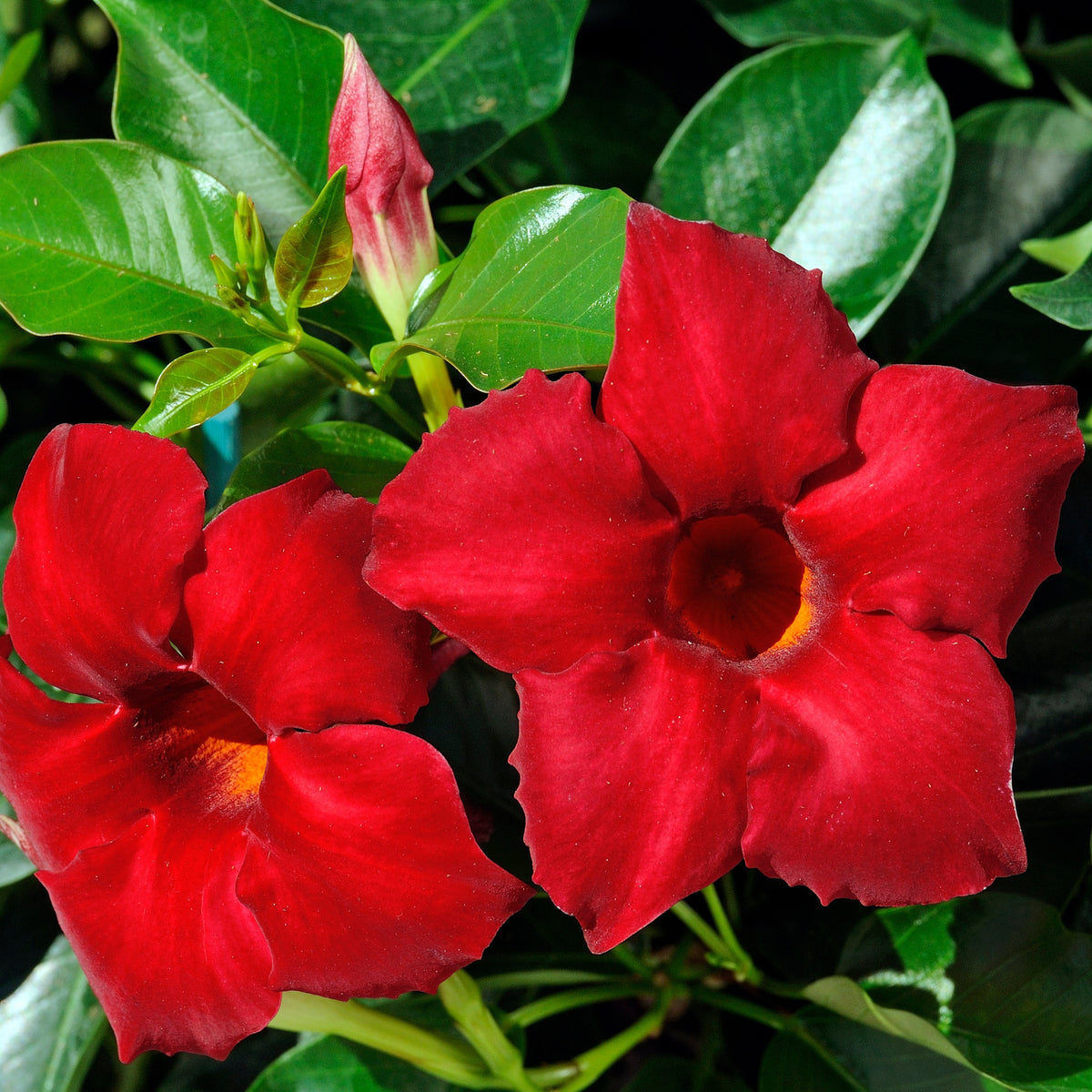 Brasilianischer Jasmin - Mandevilla sanderi - Willemse