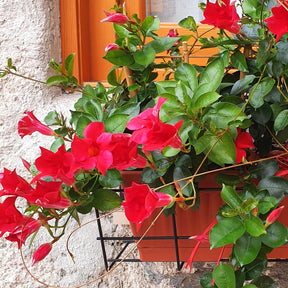 Brasilianischer Jasmin - Willemse