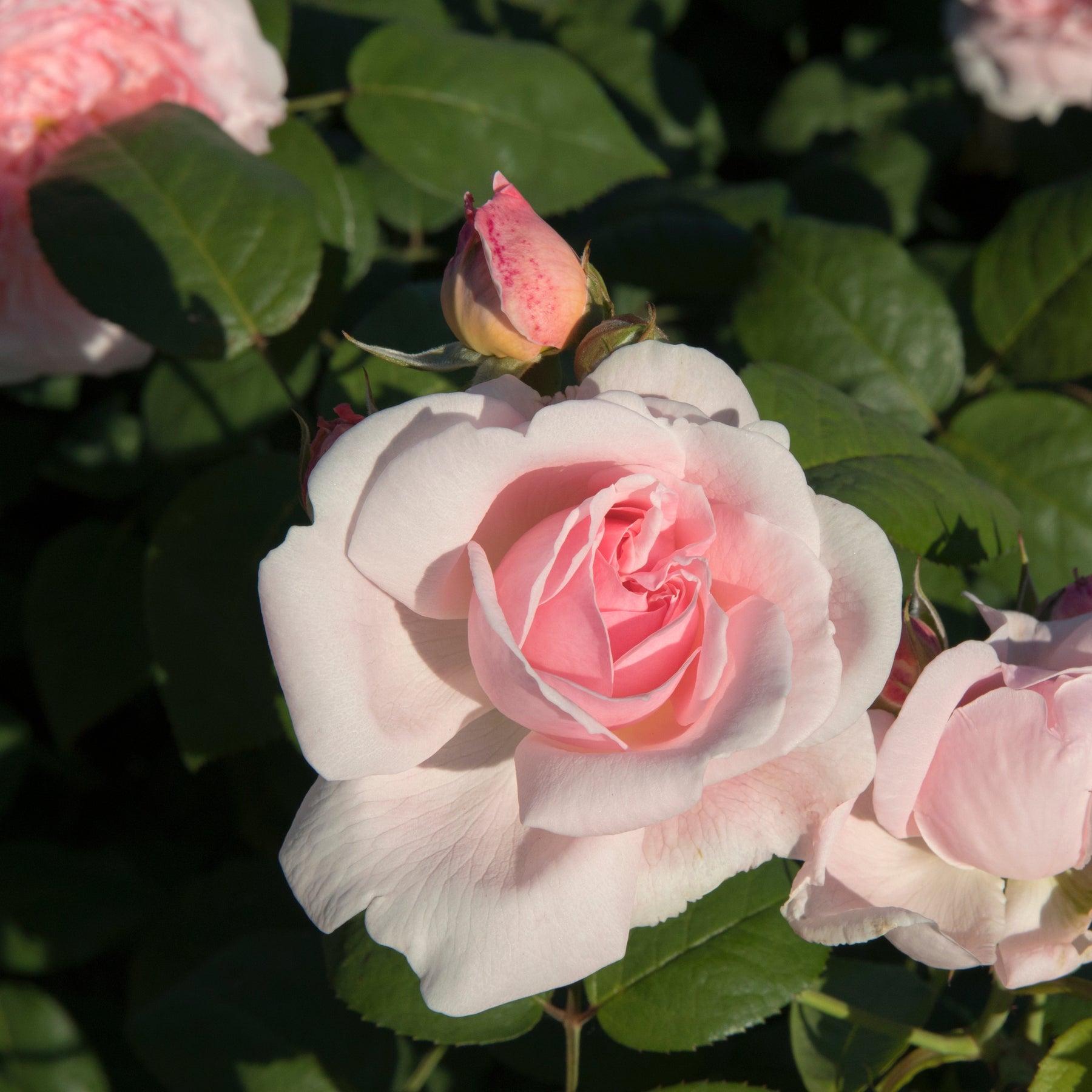 Buschrose rosa - Willemse