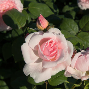 Buschrose rosa - Willemse