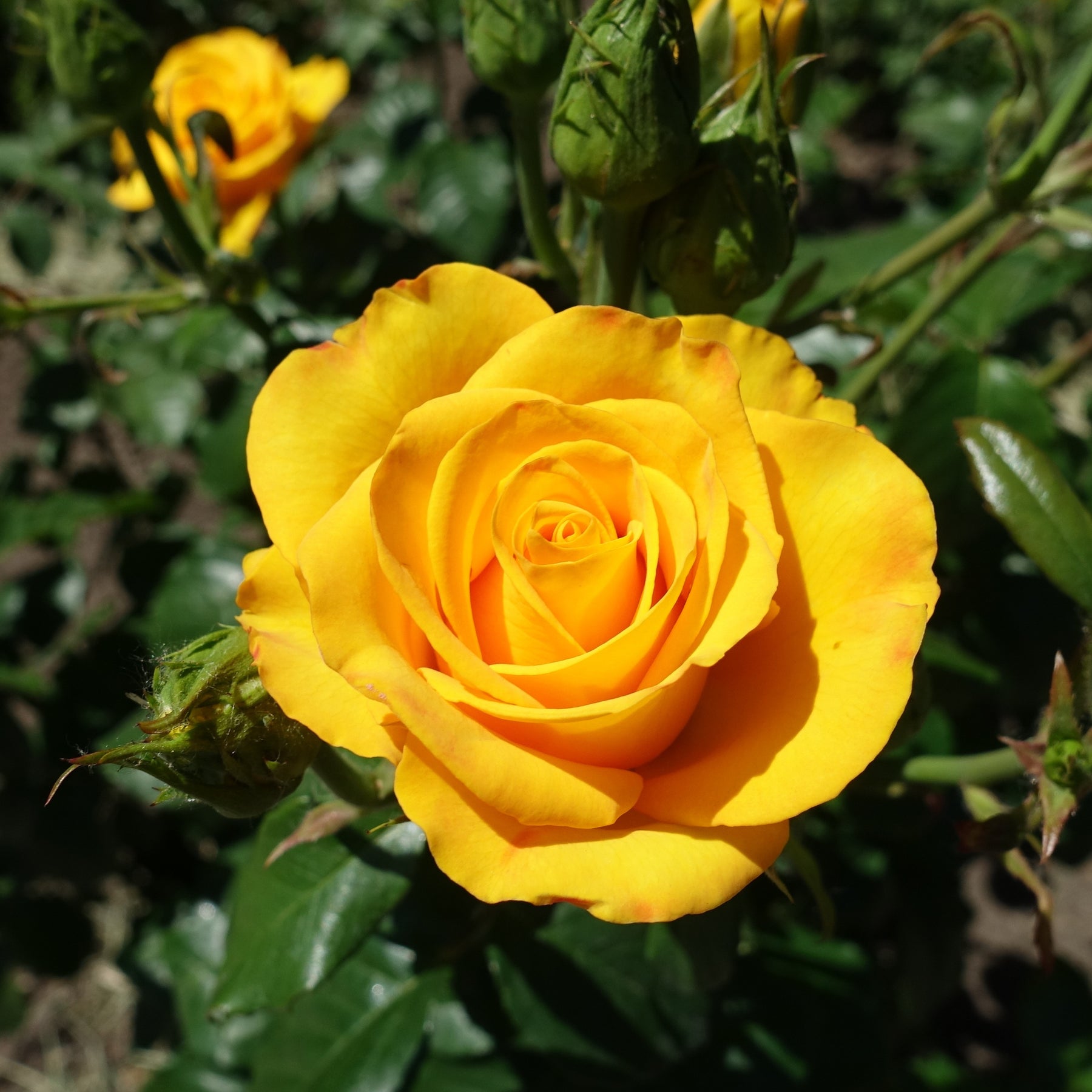 Gelbe Strauchrose - Willemse