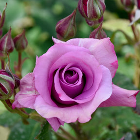 Beetrose violett - Willemse