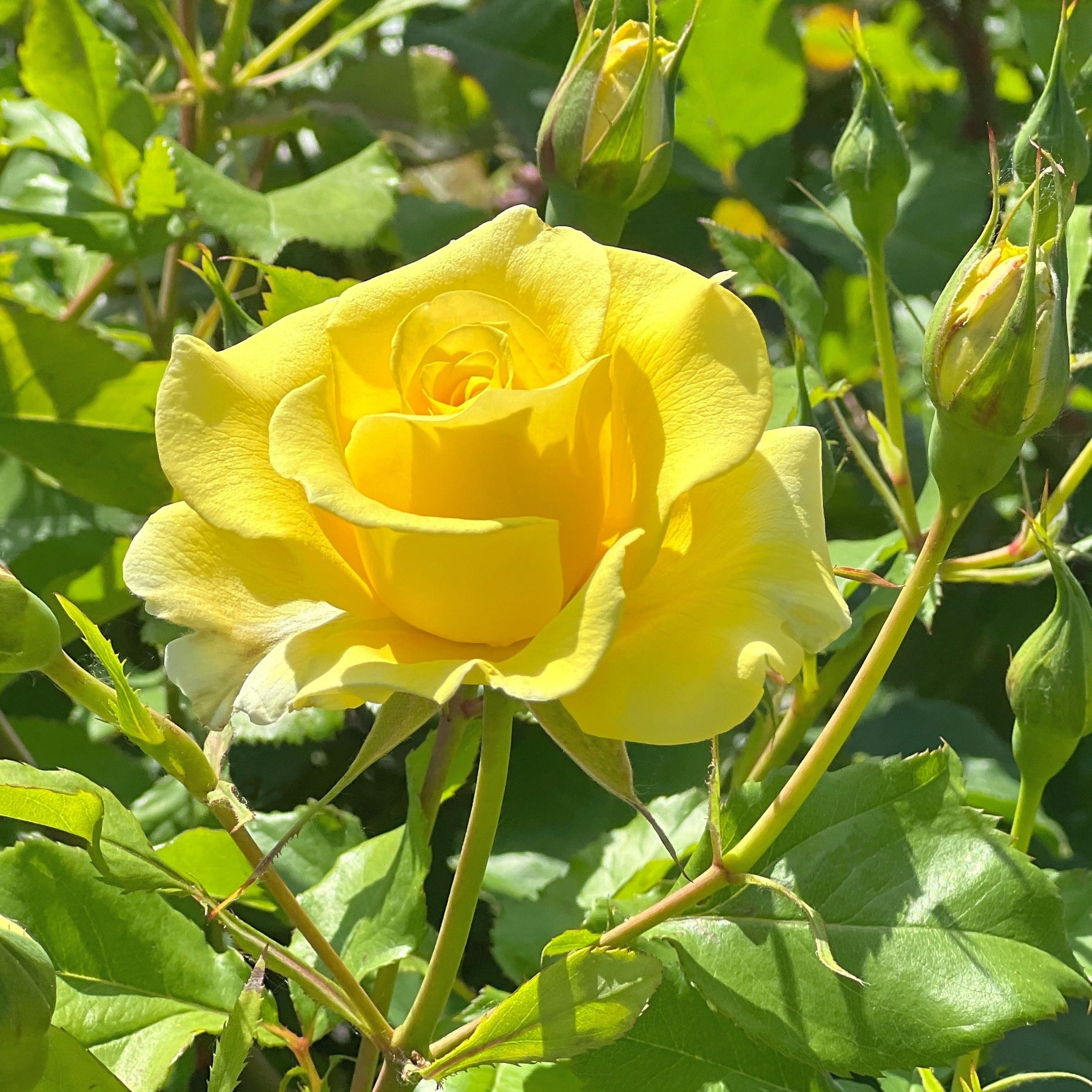 Kletterrose gelb - Willemse