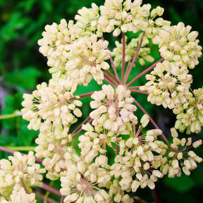 Stauden - Engelwurz - Angelica archangelica