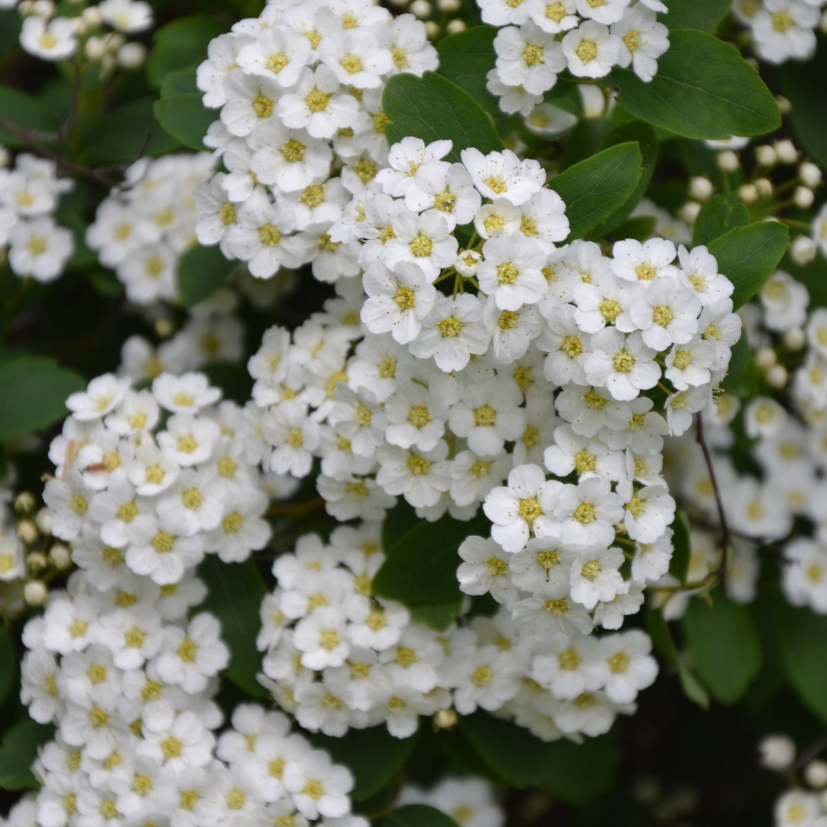 Thunbergs Spiere - Willemse