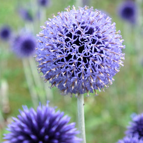 Kugeldistel ‘Veitch’s Blue’ - Willemse