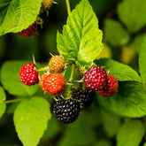Schwarze Himbeere - Willemse