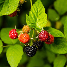 Schwarze Himbeere - Willemse