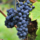 Weinrebe ‘Triomphe d’Alsace’ - Willemse
