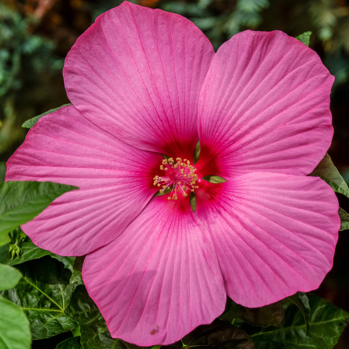 Sumpf-Roseneibisch Carousel ® Pink Passion - Willemse