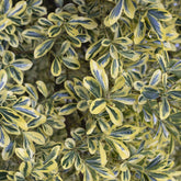 Japanischer Spindelstrauch Aureomarginatus - Euonymus japonicus Aureomarginatus - Willemse
