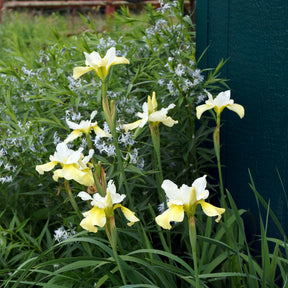 Sibirische Schwertlilie Butter and Sugar - Iris sibirica 'butter and sugar' - Willemse