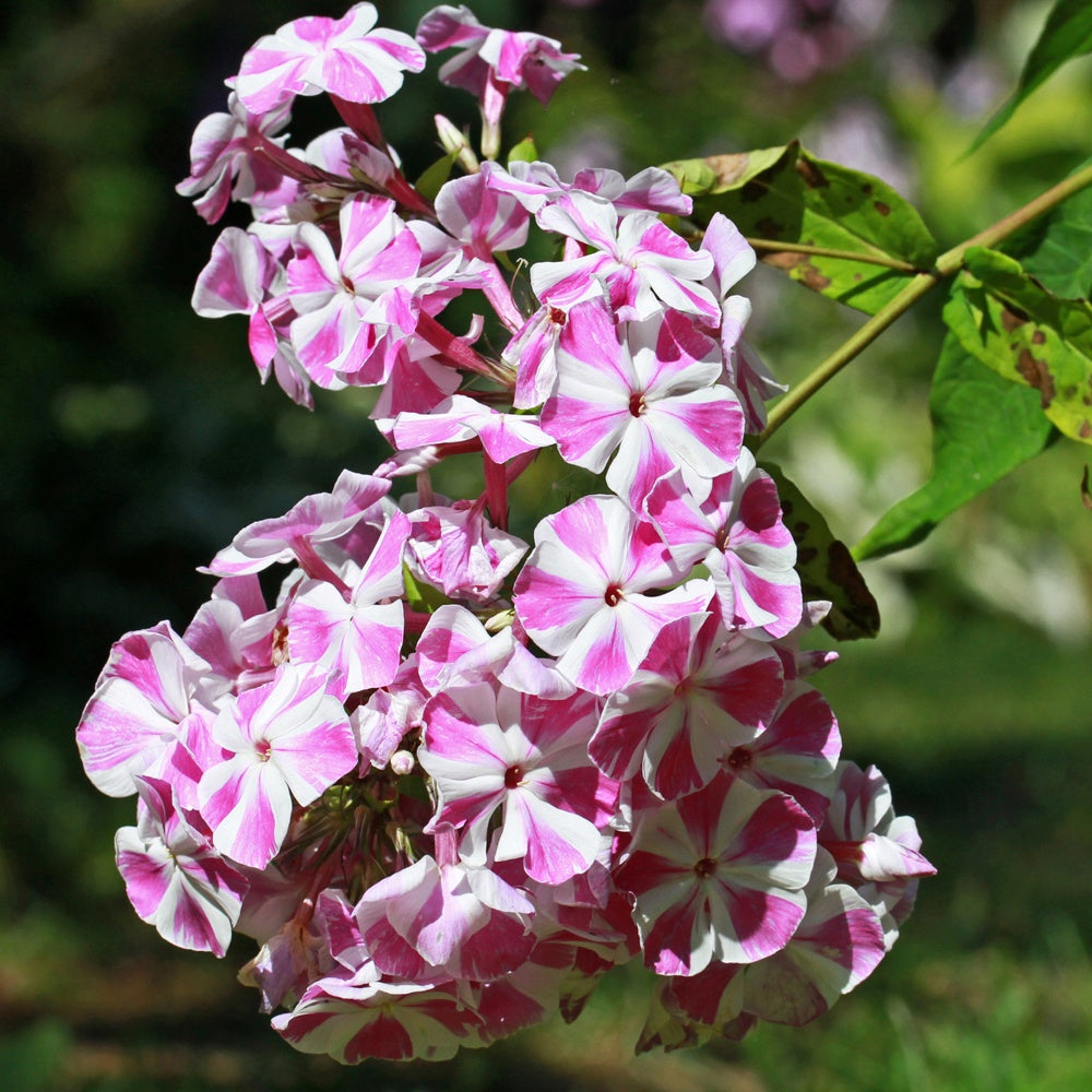 Flammenblume Bambini Candy Crush - Willemse