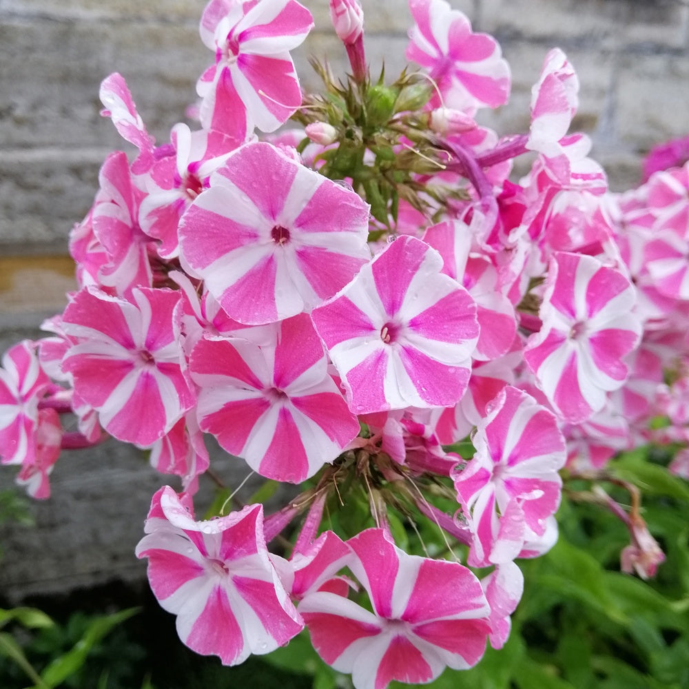 Flammenblume Peppermint Twist - Willemse