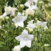 Ballonblume 'Albus' - Platycodon grandiflorus albus - Willemse