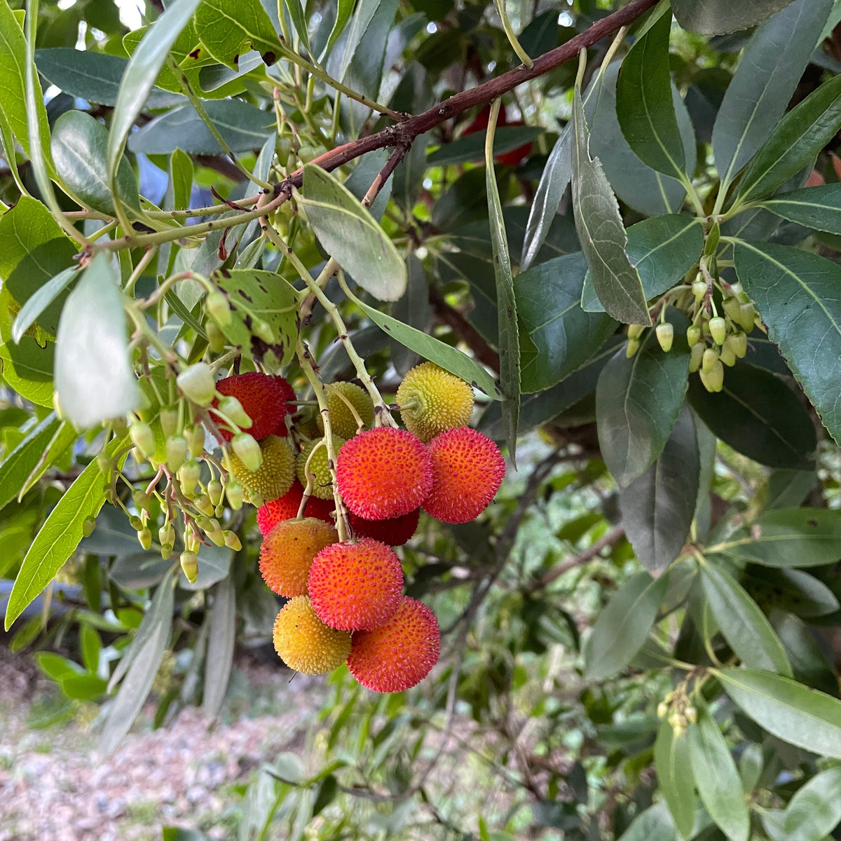 Erdbeerbaum Atlantic - Willemse