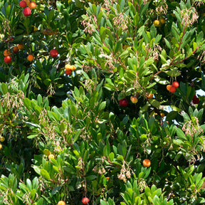 Erdbeerbaum Atlantic - Arbutus unedo Atlantic - Willemse